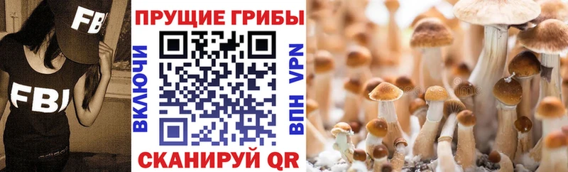 Галлюциногенные грибы GOLDEN TEACHER продажа наркотиков Елизово